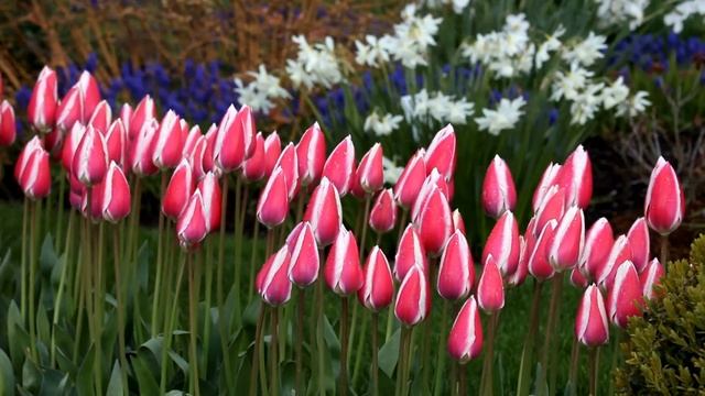 Включаю ВЕСНУ! смотреть онлайн