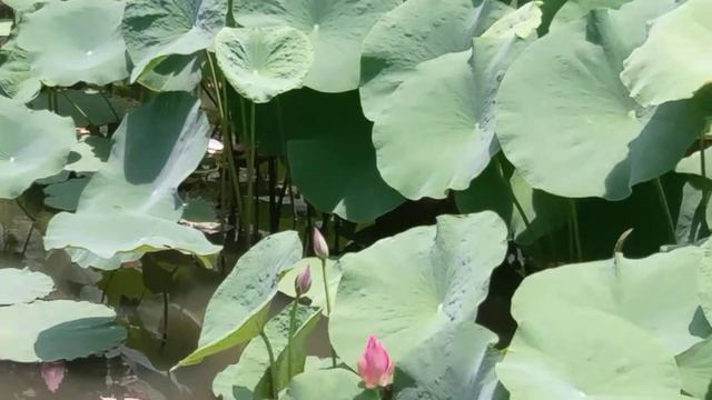 夏季荷花池 смотреть онлайн