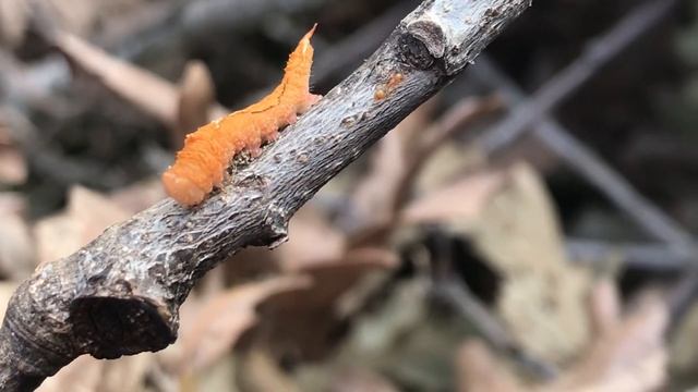 Acronicta clarescens смотреть онлайн