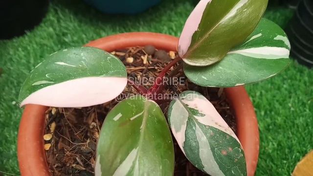 Review Macam Macam Philodendron Pink Princess Mana Yang Lebih Mahal ❓❗ смотреть онлайн
