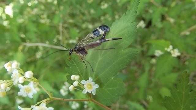 シリアゲ/Panorpa japonica 05_230428_北野トトロ смотреть онлайн