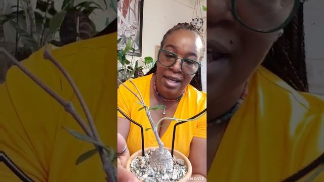 Stephania Erecta and others - an update смотреть онлайн