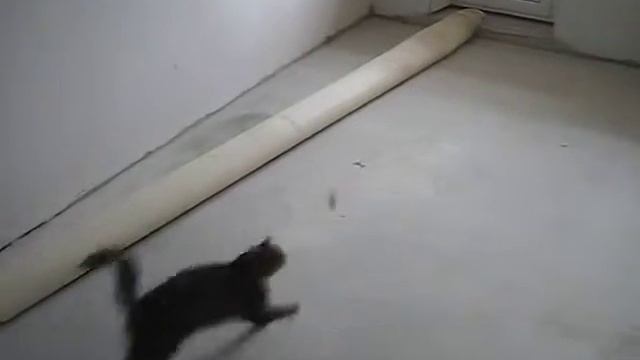 Кошка Муська играет с резиновым мячиком. Mous'ka plays with a rubber ball смотреть онлайн