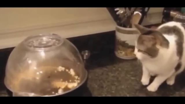 Подборка смешные коты , ржач до слёз...
