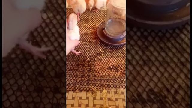 Индюшата смотреть онлайн