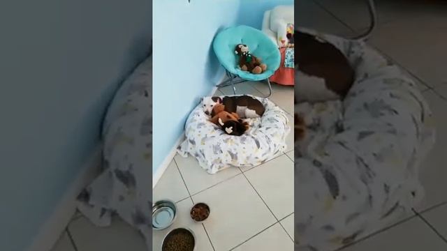 Happy Friday from Senna, Tommy and Bravo!!! смотреть онлайн