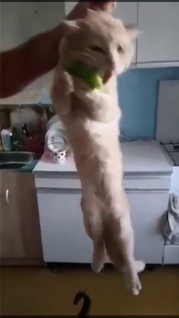 Кот ест огурец. смотреть онлайн