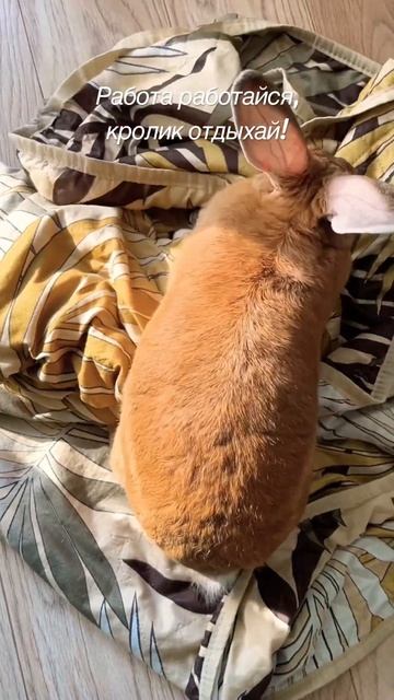 Кролик и работа. #rabbit #pets #кролик #funny #прикол #юмор #позитив #животные #работа смотреть онлайн