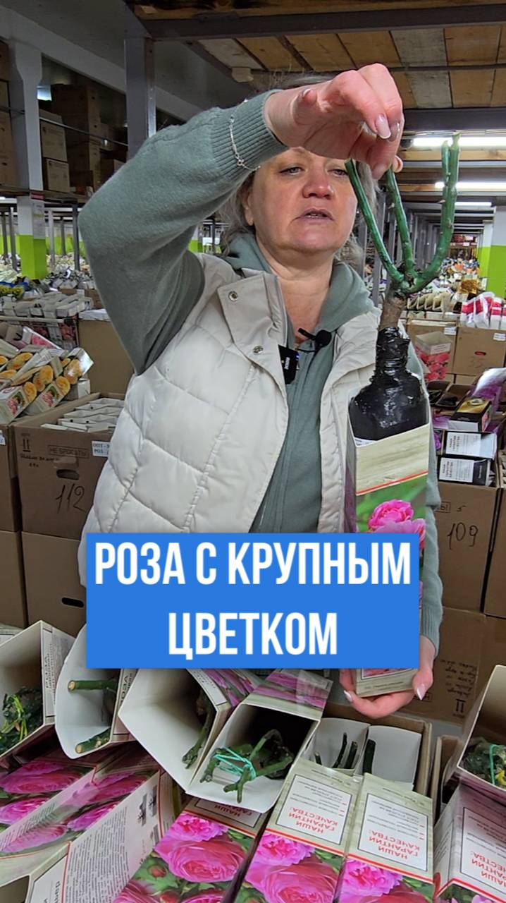 Сорт розы с КРУПНЫМ ЦВЕТКОМ!