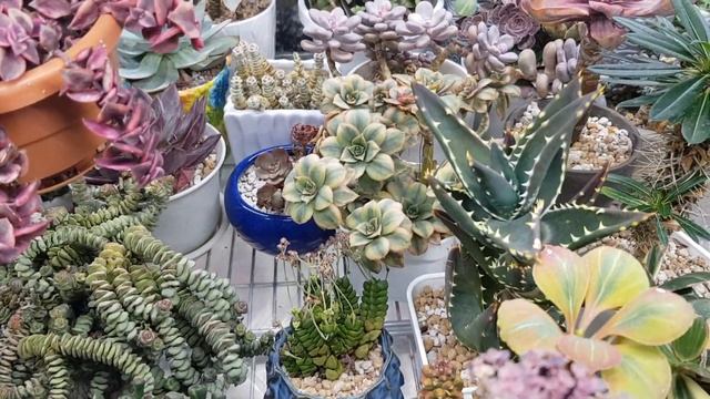 2020 February's Garden Tour Succulents смотреть онлайн