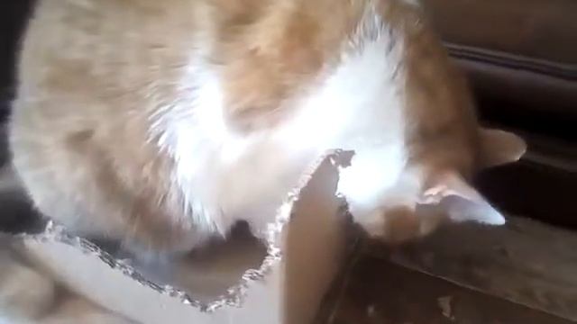 Мега-кот контролер смотреть онлайн