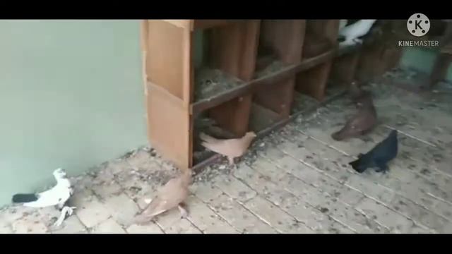 лётные бойные андижанцы, flying fighting Andijan pigeons 28.10.2021 смотреть онлайн