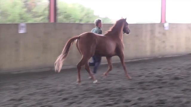 For Sale: Whizz Bang смотреть онлайн