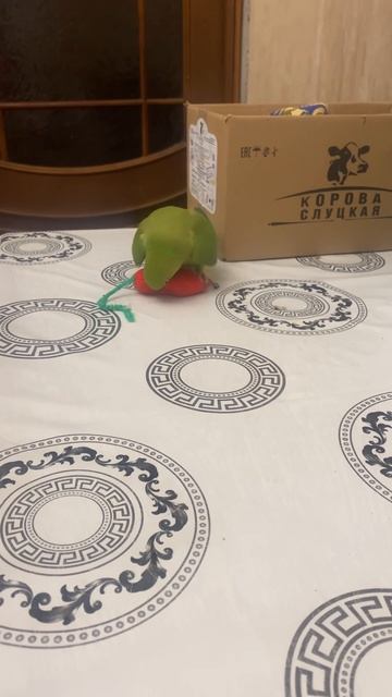 Ожереловый попугай ревность к мышке смотреть онлайн