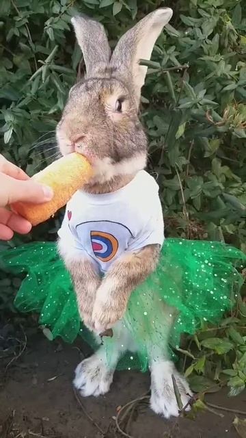 Супер модная крольчиха. Дрессированная модница.