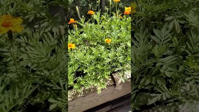 цветы на моем балконе смотреть онлайн