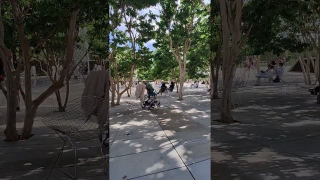 цветущая бугенвилия в парке Галицкого