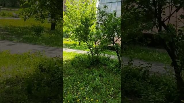 27.04.2024 рік скрізь красиво розцвіла кульбаба і трава і сирень в Харкові