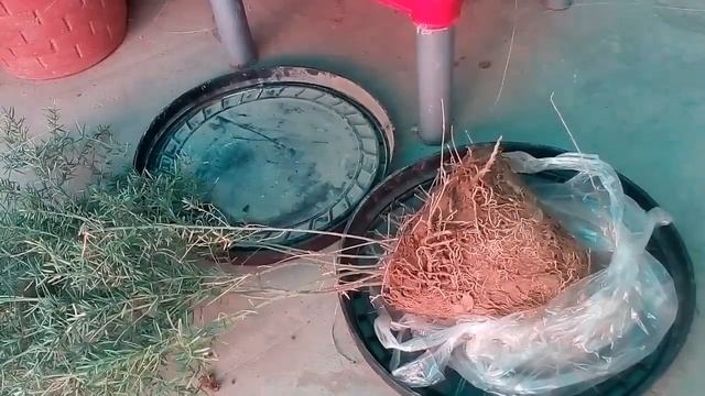How to Grow Spara Graph Plant 🌹 Hanging Plant 🌳 Urdu Hindi смотреть онлайн