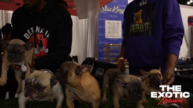 The Only Frenchie Show II: Debonair Frenchies смотреть онлайн