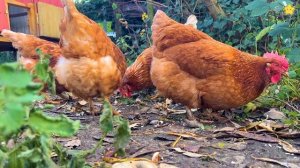 Угадай животное Домашние животные для детей Звуки животных