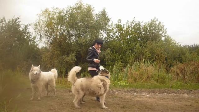 Самурайча и Снежок - Латиноамериканские напевы