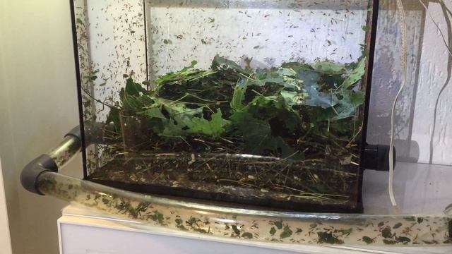 Atta Cephalotes 