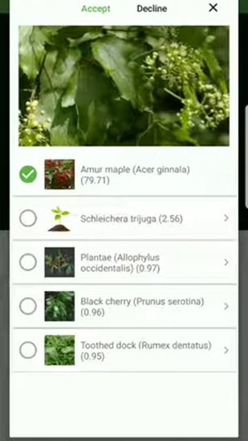 How to identify an amur maple with PlantSnap plant identification app смотреть онлайн