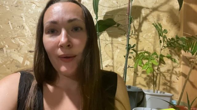 Торги гов ру. На земельных участках нет цены. Синяя кнопочка «Подача Заявки». Гис Торги #аукцион смотреть онлайн