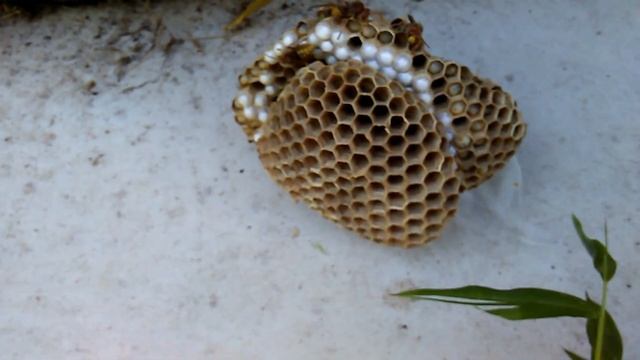 Mostly European Hornet Nests On This Property & Shop Tour.