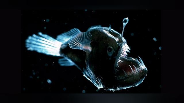 Самая страшная рыба смотреть онлайн