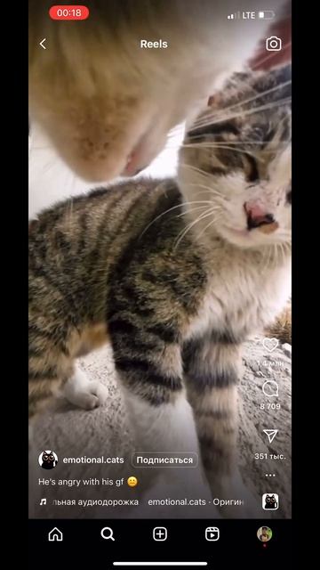 Коты дерутся в 3D😅 смотреть онлайн