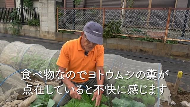 発見！ヨトウムシ！家庭菜園や農園の天敵ヨトウムシを裏技で撃退！秋冬野菜に潜む害虫を早期発見する方法やトラップもご紹介！/ Discover! Spodoptera frugiperda смотреть онлайн