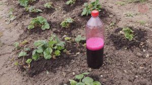 Чтобы клубничка цвела в обсыпную а ягода была супер сладкой полейте этим кустики в апреле-мае!