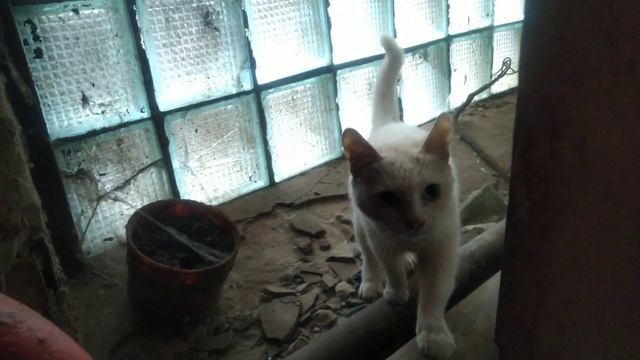 Кошку Белочку в добрые руки. смотреть онлайн