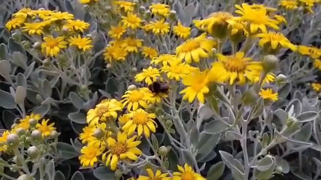 Evergreen Shrub Plant - Brachyglottis 'Sunshine'