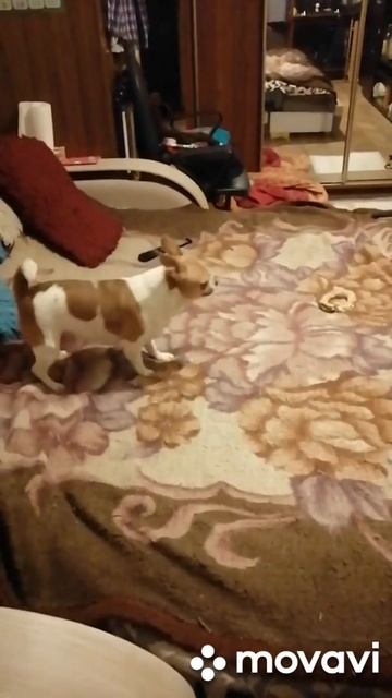 Сломалась собака, как всегда. #shorts