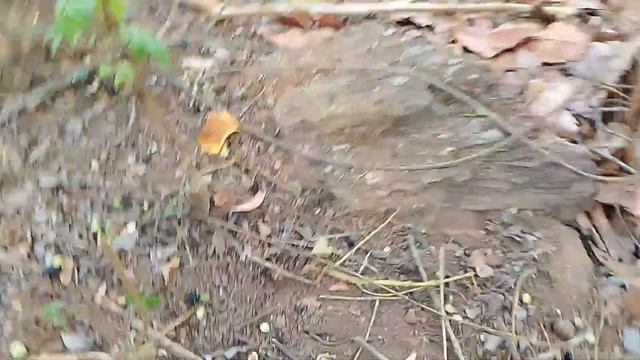 Jungle Vlog | Tribal Lifestyle Vlog | Jungle Fruit Vlog | Charkoli | Harza Vlogs