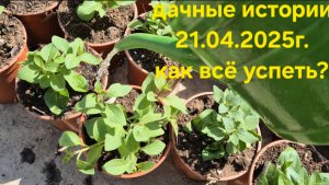 Дачные истории 21.04.2025г. Как всё успеть ? Новая грядки для перцев. Пересаживаю рассаду цветов.