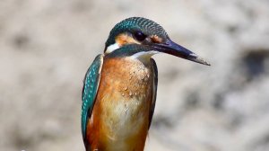 Сотни тысяч птиц: исследуем обитателей весенней Припяти