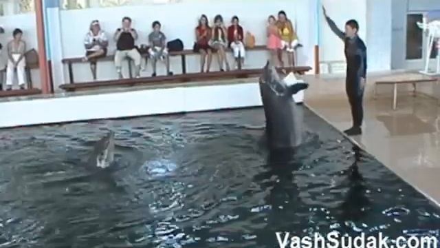 Выступление дельфинов Экскурсия Судак смотреть онлайн