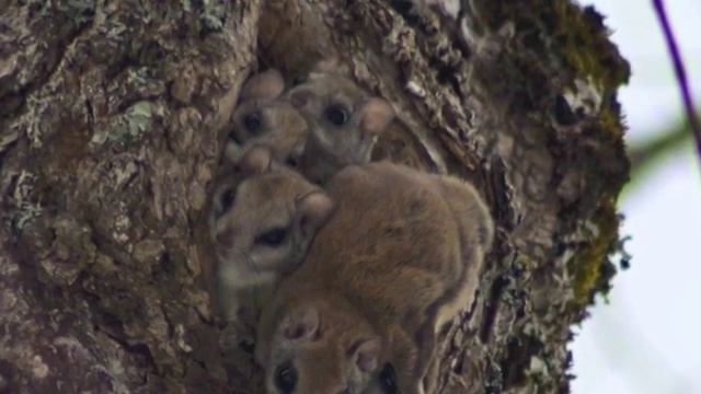 Forest Biomass Harvesting Guidelines for Conservation смотреть онлайн