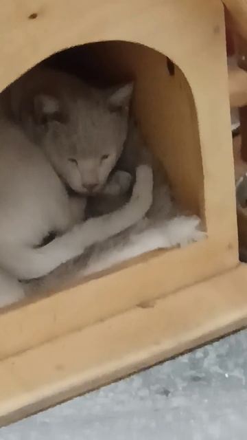 Я отдыхаю .не шумите пожалуйста!#кошка #2024#отдых #баку смотреть онлайн