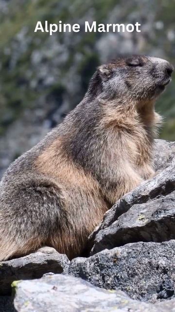 Where Do Marmots Live? #shorts смотреть онлайн