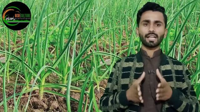 How to Control Garlic Rust Disease/Attack of Garlic Rust /Best Fungicides to Control Garlic Rust смотреть онлайн