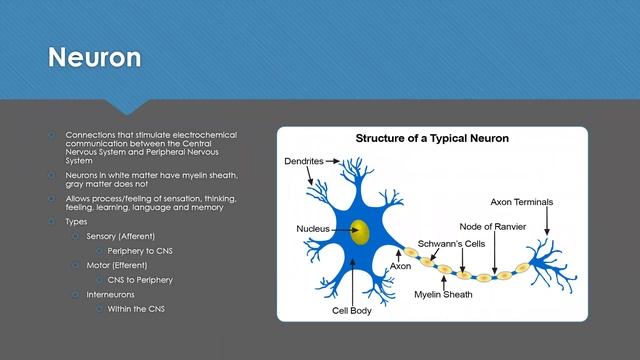 Mental Health Mini # 15: Neuronal Process смотреть онлайн