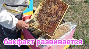 Расширение семейки пчёл Бакфаст. Пчеловодство!
