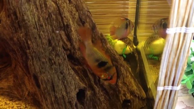 Apistogramma ramirezi vs Loricaria (Dasyloricaria) filamentosa смотреть онлайн
