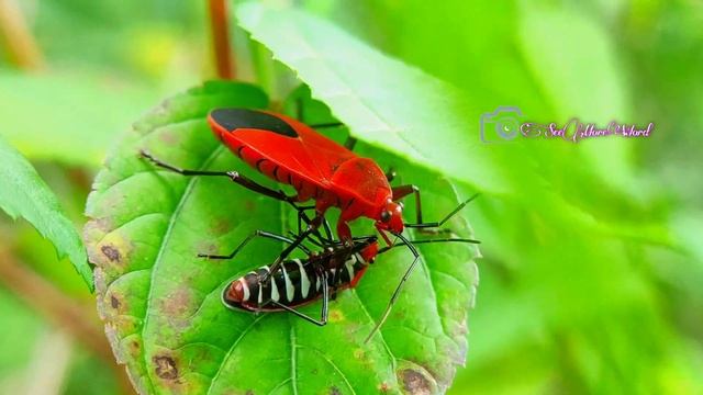 How a Kissing Bug Becomes a Balloon Full of Your Blood | See More World смотреть онлайн