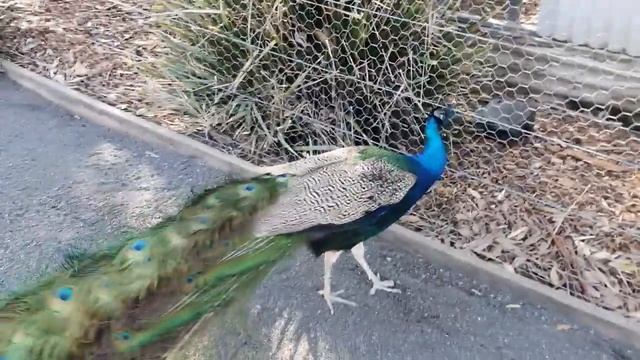 Зоопарк в Hunter Valley смотреть онлайн